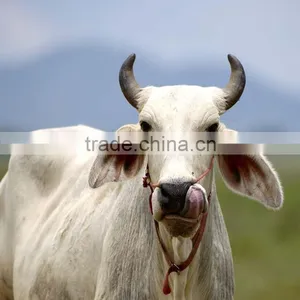 Cattle Slaughter House Cow Bull Sheep Pig Processing Slaughtering Equipment Farm Machinery Bull Meat Processing With Cold thumbnail-1