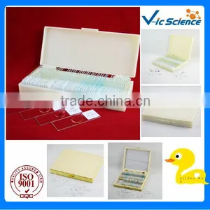 Teaching Microscope Slides Embryo of Chicken Serial T.s 72 Hours thumbnail-1