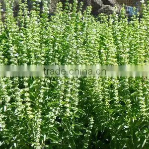 Pure Basil Seeds Herbs thumbnail-1