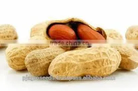 Groundnut for Seed/Bold Groundnut/Java Groundnut thumbnail-5