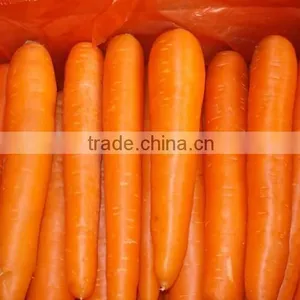 VIETNAM FRESH CARROTS CHEAP thumbnail-1