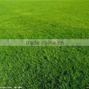 2016 New High Quality Grass Seeds Bermuda Grass Seeds For Sale thumbnail-4