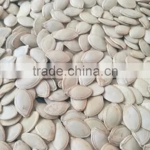 Whole Sale Pumpkin Seeds in Shell thumbnail-5