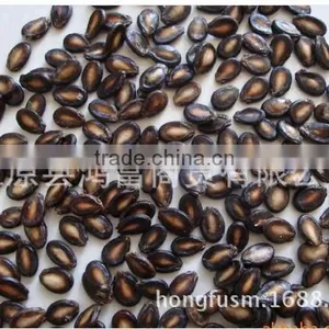 Xinjiang Black Watermelon Seeds for Importers thumbnail-1