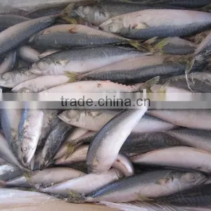 Frozen Pacific Mackerel 10-12 Pieces/kg New-coming thumbnail-1