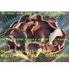 Gloeostereum Incarnatum thumbnail-1