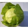 Simulation Cabbage/Simulation Procession of Lanterns Fruit thumbnail-1