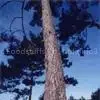Larix Gmelini P.E. thumbnail-1