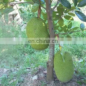 Fresh High Quality Jackfruit From Vietnam thumbnail-1