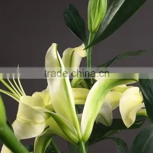 Fashion Yellow King Day Lilies thumbnail-5