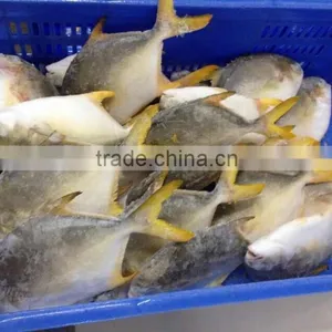 Whole Round Frozen Golden Pomfret IQF thumbnail-1