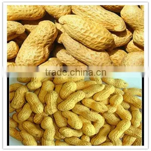 Dry Roasted Peanuts in Shell thumbnail-1