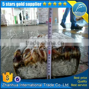 Frozen Illex Squid Price, Seafrozen Jigger Catch Illex Squid thumbnail-4
