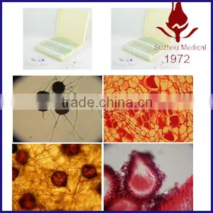 Prepared Microscope Slide Botony Pathology Thin Section Plants Disease thumbnail-1