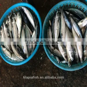 Pacfic Mackerel New Seaon China Origin thumbnail-1