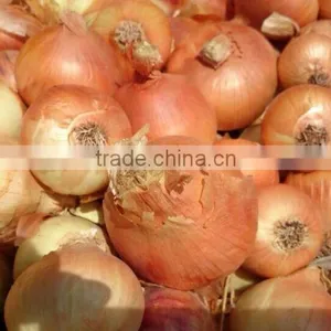 Super Quality Grade a Egyptian Onions thumbnail-5