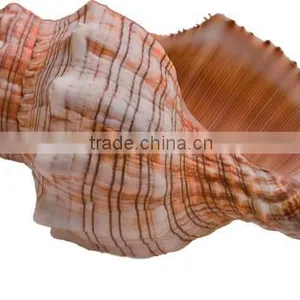 Conch Shell thumbnail-1