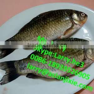 Fish Descaler/automatic Fish Fillet Machine/fish Killing Gutting Cleaning Machine thumbnail-6