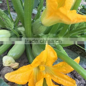 SQ16 Cuty Very Early Maturity Baby Pick Hybrid Squash Seeds thumbnail-1