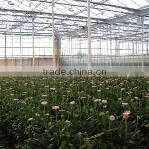 Multi Span Flower Greenhouse Natural Ventilation Greenhouses thumbnail-1
