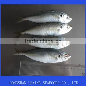 Sea Frozen Horse Mackerel thumbnail-2