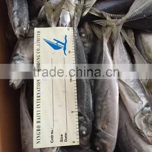 Sea Frozen Horse Mackerel 20cm+ 2016 thumbnail-6