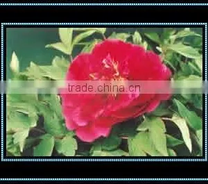 Tree Peony Plant Root Chun Hong Jiao Yan thumbnail-1