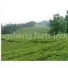 Green, Blue, Black and Different Colors Slope Netting, High-density Polyethylene Planting Net for ve thumbnail-1