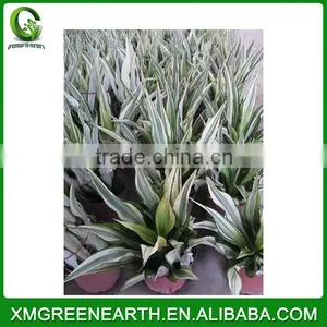 Furcraea Foetida (1) thumbnail-2