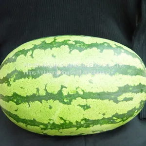 Emperor 8th Oval Shape Good Adaptability Hybrid Watermelon Seeds thumbnail-3