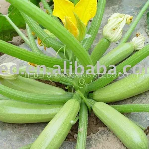 Long Zucchini Hybrid f1 Squash Vegetable Seeds thumbnail-2