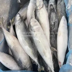 Pacific Mackerel, 100-200gles thumbnail-3
