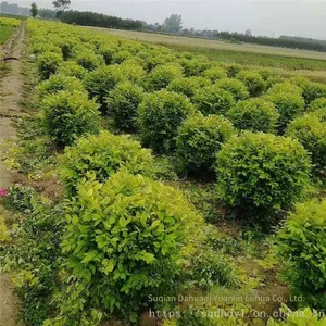 the Price of Ligustrum Vicaryi Balls is Cheap and the Survival Rate is High. thumbnail-5