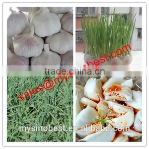 Pure White Garlic Type and Fresh Style Pure White Garlic thumbnail-1