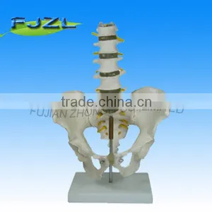 Adult Male Pelvis Adult Pelvis Skeleton Model Medical Male Pelvis Model thumbnail-1