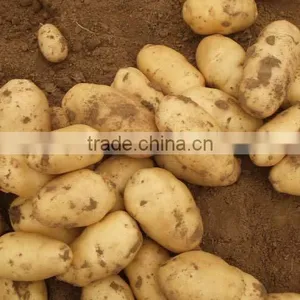 New Crop Potato thumbnail-1