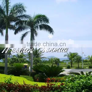 Fiberglass Material Artificial Coconut Tree Big Tree for Outdoor Decor thumbnail-1