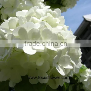 Wholesale Hydrangea Flowers For Wedding Flower Stand For Wedding thumbnail-3