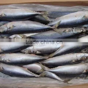 Frozen Whole Pacific Mackerel thumbnail-1