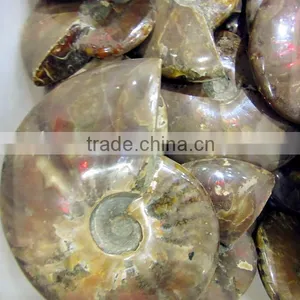 High Quality Conch Fossil Stone for Home Decoration thumbnail-6