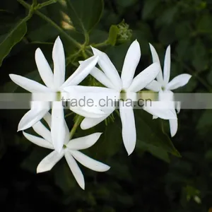 Jasmine Essential Oil 100% Natural |100% Pure Jasmine Oil | Ruh Chameli Oil thumbnail-1