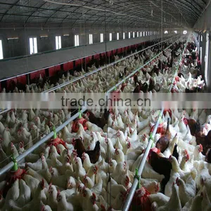 Automatic Farming Poultry Equipment for Breeder thumbnail-1