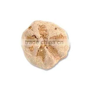 Fossil Specimens, Sand Dollar thumbnail-1