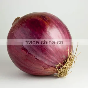 High Quality Onion for Sale | Onion Suppliers From India | Red Onion Exporters thumbnail-5