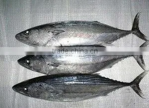Frozen Bonito Fish thumbnail-1
