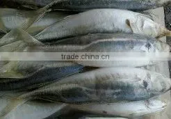Wholesale Low Price Frozen Fish Horse Mackerel thumbnail-1