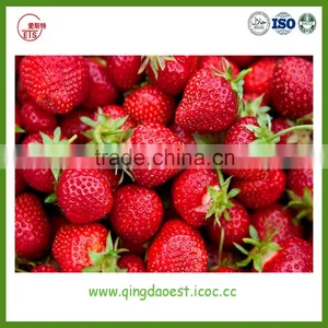 Best Price Fresh Strawberry thumbnail-5