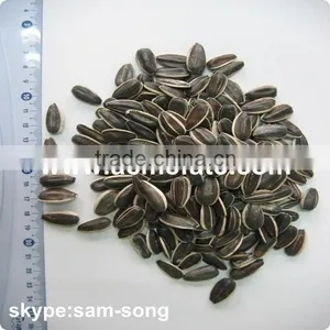 Top Quantity Chinese Sunflower Oil Seeds in Shell 5009 With Market Price thumbnail-4
