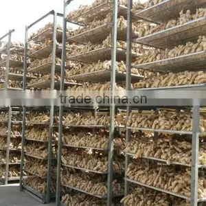 Fresh Air Dried Ginger thumbnail-6