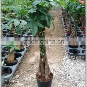 5 Braids Pachira Macrocarpa thumbnail-1